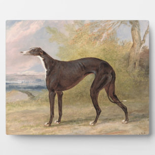 One of George Lane Fox's Winning Greyhounds: the B Fotoplatte