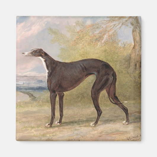 One of George Lane Fox's Winning Greyhounds: the B Magnet (Vorne)