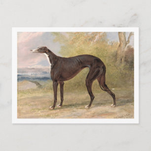 One of George Lane Fox's Winning Greyhounds: the B Postkarte