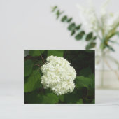 One Snowball Bloom Postkarte (Stehend Vorderseite)