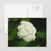 One Snowball Bloom Postkarte (Vorne/Hinten)