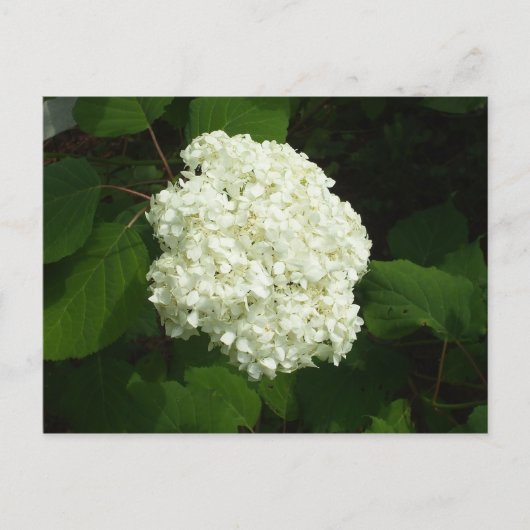 One Snowball Bloom Postkarte (Vorderseite)