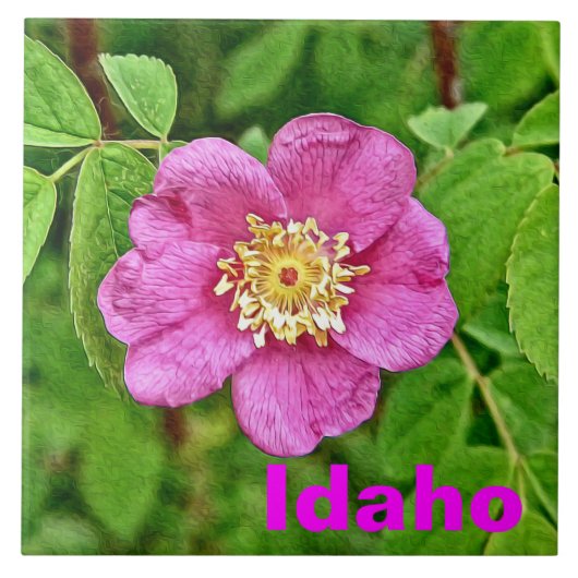 One Wild Rose - Idaho Fliese (Vorderseite)