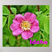 One Wild Rose - Idaho Poster (Vorne)