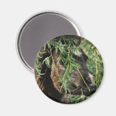 Onery Magnet (Vorderseite/Rückseite)