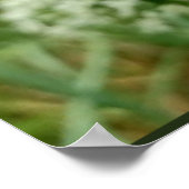 Onion Blossom Poster (Ecke)