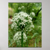 Onion Blossom Poster (Vorne)
