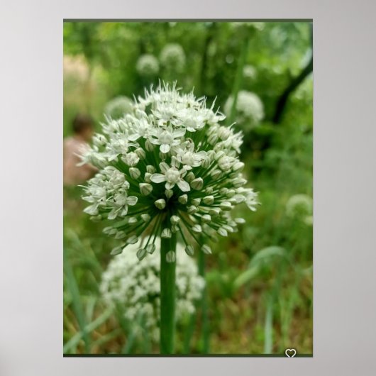 Onion Blossom Poster (Vorne)