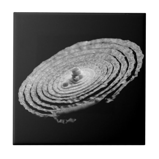 Onion Portrait Fliese (Vorderseite)