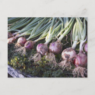 Onions, Domaine de l'Ardagnole, Postkarte