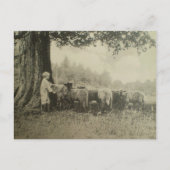 Onkel Bart und das Schaf Postkarte (Vorderseite)