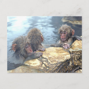 Onsen Affen Postkarte