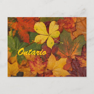Ontario Autumn Leaves Postcard Postkarte