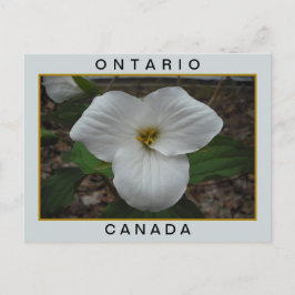 Ontario, Kanada Trillium Postkarte