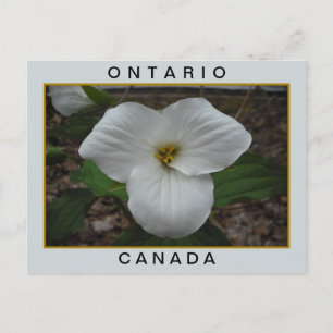 Ontario, Kanada Waldlilie Postkarte