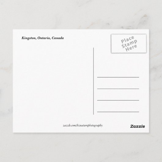 Ontario, Kingston Street in Night Postkarte (Rückseite)