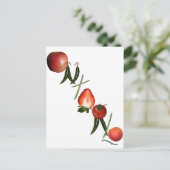 Ontario Obst und Gemüse Postkarte (Stehend Vorderseite)