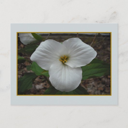 Ontario Trillium Beauty Postkarte (Vorderseite)