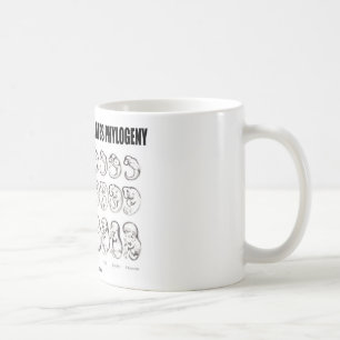 Ontogenie rekapituliert Phylogenese (Biologie) Kaffeetasse