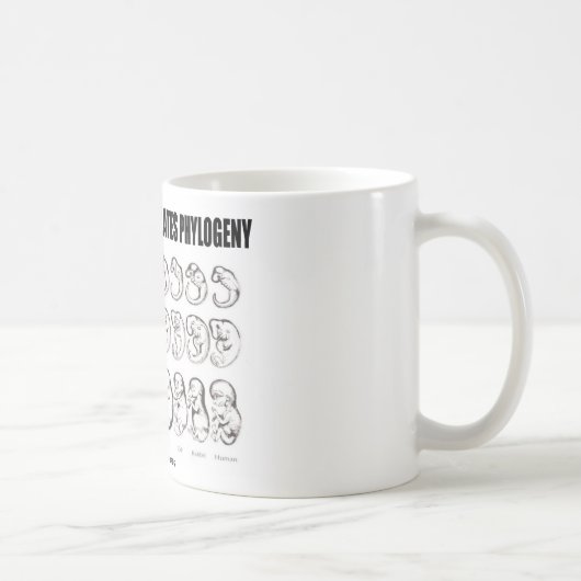Ontogenie rekapituliert Phylogenese (Biologie) Kaffeetasse (Rechts)