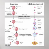 Oogenesis Poster (Vorne)