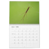 Ooh, eine Spinne! Kalender (Mär 2026)