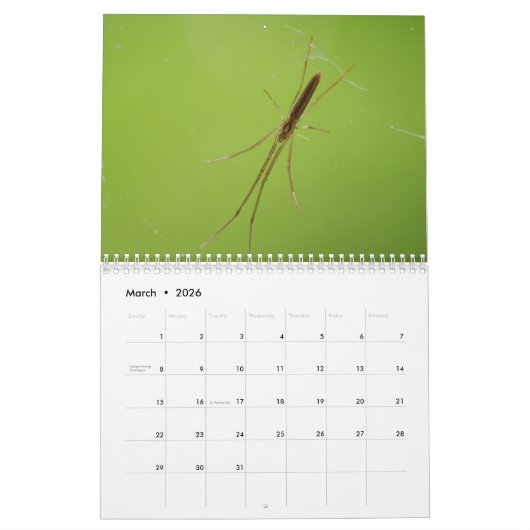 Ooh, eine Spinne! Kalender (Mär 2026)