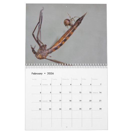 Ooh, eine Spinne! Kalender (Feb 2026)