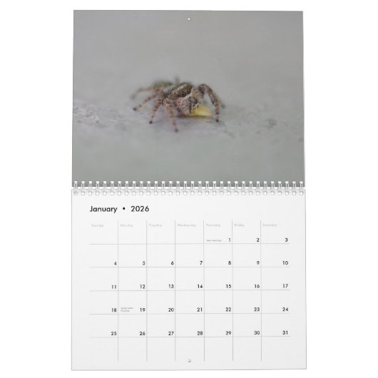 Ooh, eine Spinne! Kalender (Jan 2026)