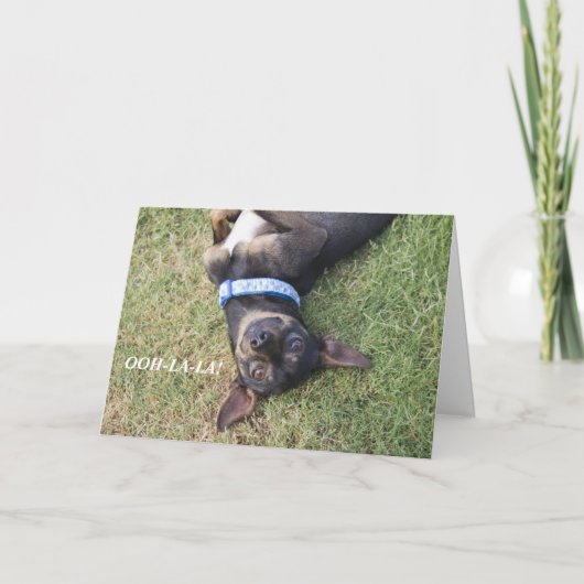 Ooh-la-la-Chihuahua Birthday Card Karte (Vorderseite)