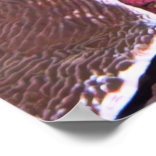 Oozing Octopus Poster (Ecke)