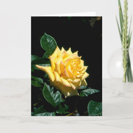 Opa Dickson Hybrid-Tee-Rose Feiertagskarte (Vorderseite)