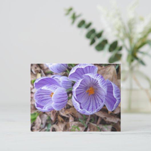 Open Crocus Postkarte (Stehend Vorderseite)