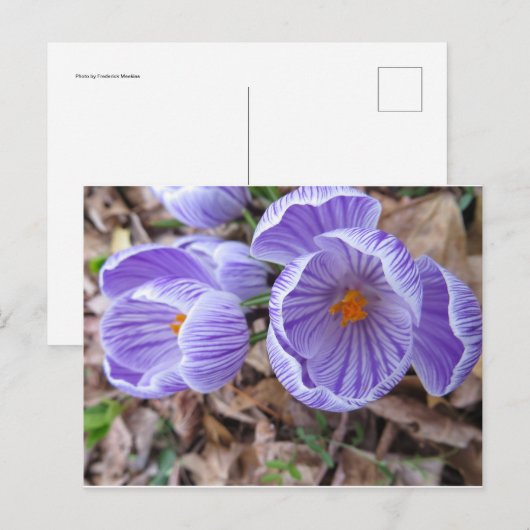 Open Crocus Postkarte (Vorne/Hinten)