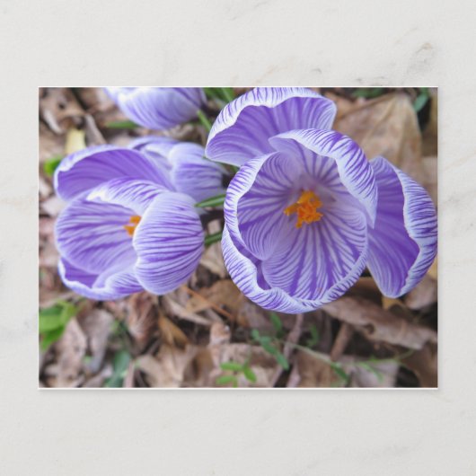 Open Crocus Postkarte (Vorderseite)
