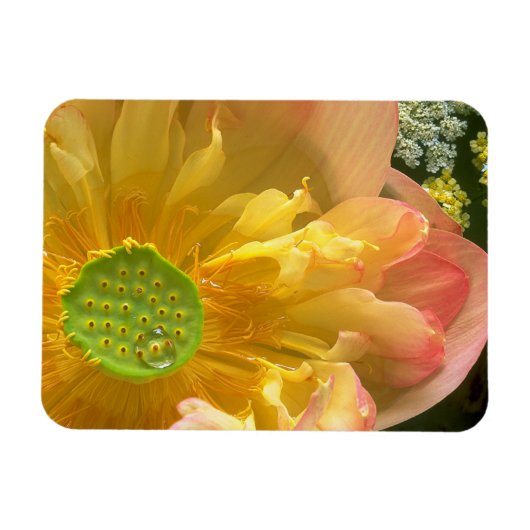 Open Lotus Magnet (Horizontal)