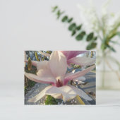Open Magnolia Postkarte (Stehend Vorderseite)