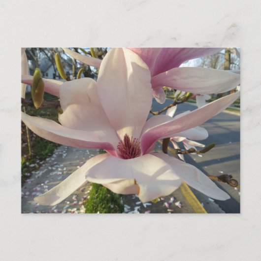 Open Magnolia Postkarte (Vorderseite)