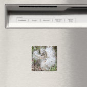 Open Milkweed Pods | Samen mit Seide | Büro Magnet (In Situ (Geschirrspüler))