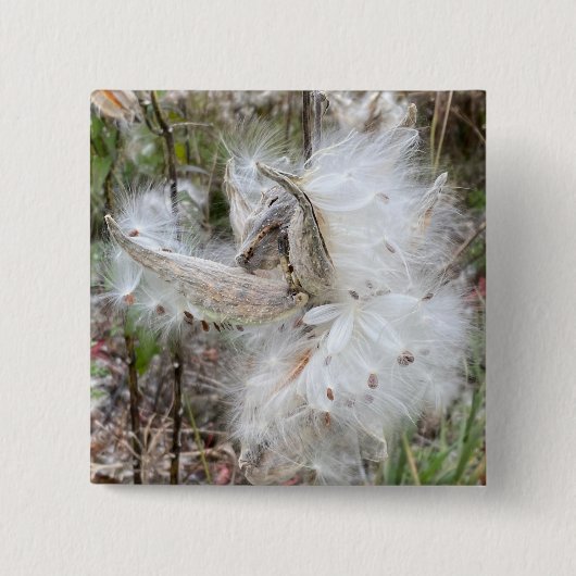 Open Milkweed Pods | Samen mit Seide | Button (Vorderseite)