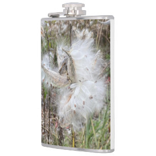 Open Milkweed Pods Samen mit Seide Flachmann