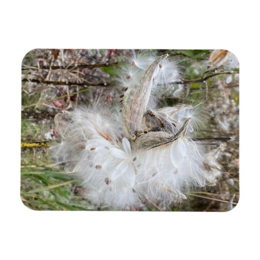 Open Milkweed Pods | Samen mit Seide | Flexibel Magnet (Horizontal)