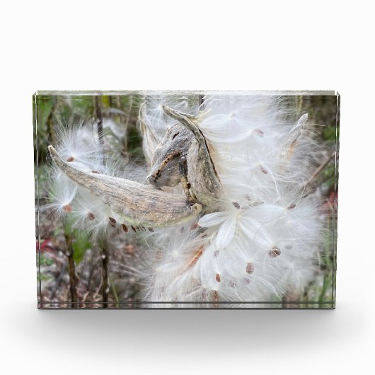 Open Milkweed Pods | Samen mit Seide | Fotoblock (Vorderseite)