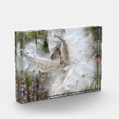 Open Milkweed Pods | Samen mit Seide | Fotoblock (Links)