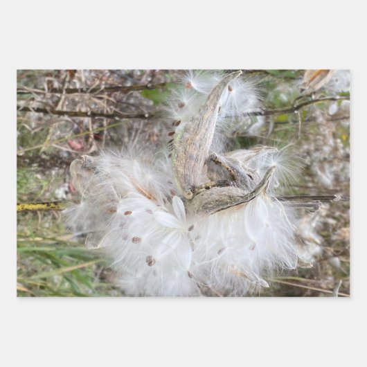 Open Milkweed Pods | Samen mit Seide | Geschenkpapier Set (Vorderseite)