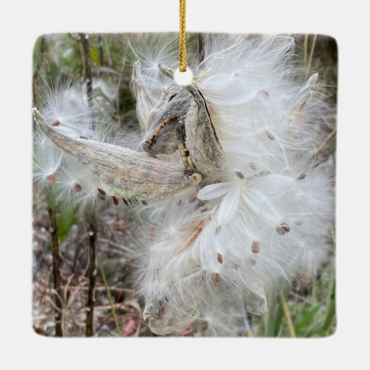 Open Milkweed Pods | Samen mit Seide | Keramikornament (Rückseite)