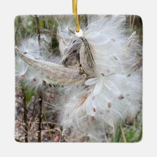 Open Milkweed Pods | Samen mit Seide | Keramikornament (Vorderseite)