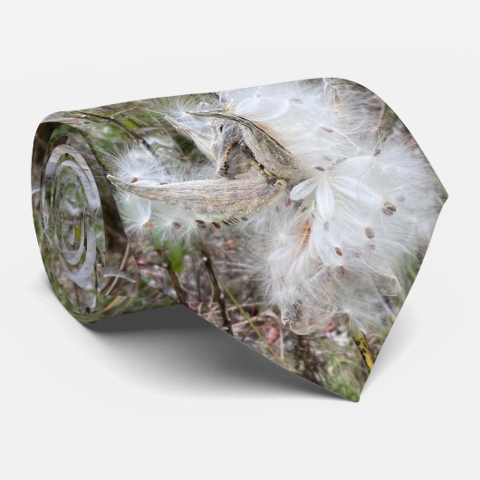 Open Milkweed Pods | Samen mit Seide | Krawatte (Gerollt)