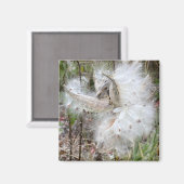 Open Milkweed Pods | Samen mit Seide | Magnet (Vorderseite/Rückseite)