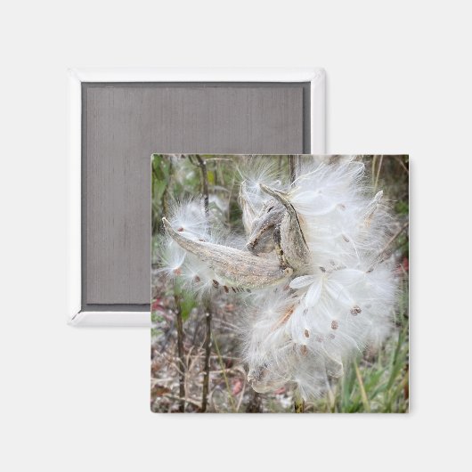 Open Milkweed Pods | Samen mit Seide | Magnet (Vorderseite/Rückseite)